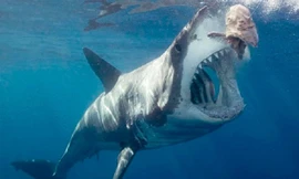3 loài cá mập 'sát thủ' máu lạnh nhất đại dương 