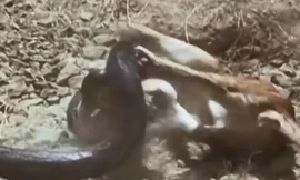 Sư tử con bị trăn siết chặt và cái kết khó tin