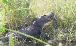 Cá sấu ‘xơi tái’ con trăn khổng lồ dài đến 5 mét