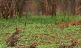 Bài học săn mồi đầu đời của báo non