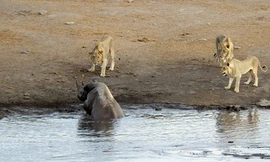 Cả gan chọc tức tê giác, sư tử nhận cái kết đắng