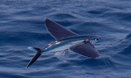 Cá chuồn, loài cá biết bay