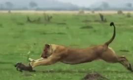 Lợn rừng con chết thảm dưới nanh vuốt sư tử