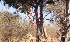 Báo đốm lao từ trên cây để bắt mồi