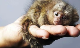 Mục sở thị loài khỉ nhỏ nhất thế giới