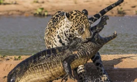4 pha săn cá sấu tuyệt đỉnh của loài báo