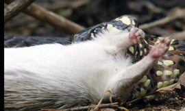 Bầy khỉ 'láu cá' ăn trộm mồi của rắn 