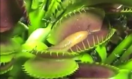 Cận cảnh một pha ăn ốc sên của cây bắt ruồi 