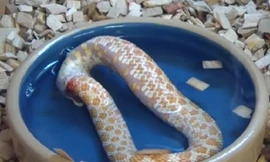 Cảnh tượng kinh dị con rắn tự sát bằng cách ăn thịt chính mình