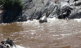 Ngựa vằn bị hà mã tấn công bất ngờ.