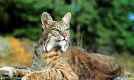 Linh miêu, bí ẩn về kẻ săn mồi trong đêm