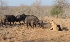 Đàn trâu rừng tới giải cứu đồng loại.