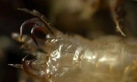 Ấu trùng quái vật 'ăn thịt' ếch bằng cách chui vào cơ thể 