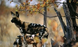 Nhờ sức mạnh tập thể, đàn chó hoang hạ gục linh dương đầu bò