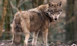 Quá đói bụng, đàn sói Mỹ chuyển qua săn cá 