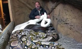 Rùng mình cảnh người đàn ông ‘ở chung’ với 3 con trăn khổng lồ