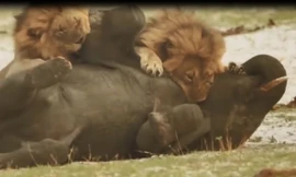 Voi con bị đàn sư tử tấn công và cái kết bất ngờ