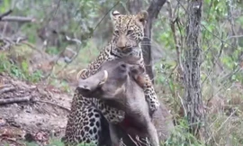 Màn chiến đấu sinh tử giữa lợn rừng với báo hoa mai