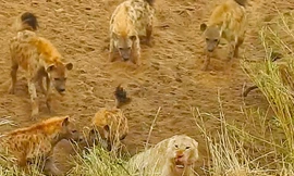 Linh cẩu bao vây, tấn công sư tử.