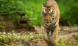 Tòa Tối cao cho phép bắn chết con hổ trong trường hợp các biện pháp khác thất bại