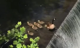 Top 5 khoảng khắc động vật đối mặt với tự nhiên khắc nghiệt