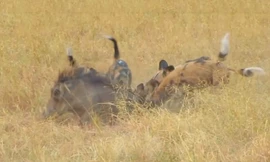 Ghê rợn cảnh đàn chó hoang xé xác lợn rừng