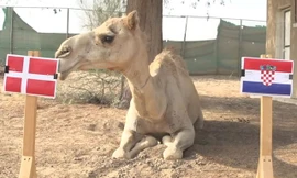 Lạc đà Shaheen dự đoán Croatia sẽ thất bại trước Đan Mạch.