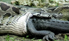 Rùng mình cảnh trăn khổng lồ nuốt chửng cá sấu
