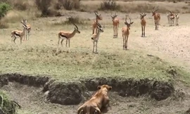 Cất công mai phục, sư tử vẫn ‘ôm hận’ trước đàn linh dương