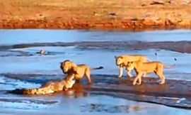  Màn giao chiến ác liệt giữa cá sấu với sư tử