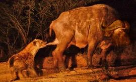 Con linh cẩu cắn vào "chỗ hiểm" của chú trâu rừng.