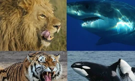Top 9 loài động vật săn mồi đáng sợ nhất thế giới tự nhiên