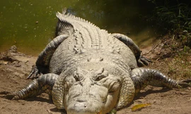 Những sự thật bất ngờ và thú vị về loài cá sấu 