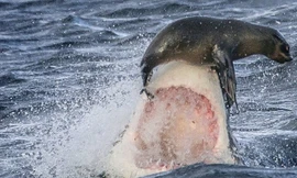 Bầy hải cẩu đối mặt với cá mập trắng đột kích