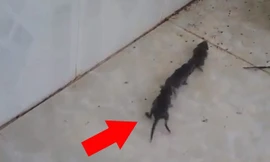 Đàn chuột nối đuôi nhau đi một cách trật tự