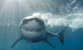 Những sự thật bất ngờ và thú vị về loài cá mập