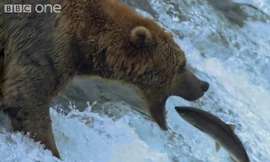 Gấu mai phục ở thác nước để săn cá hồi