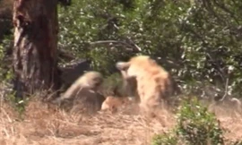 VIDEO: Linh cẩu vô tình giúp linh dương Impala thoát nanh vuốt báo