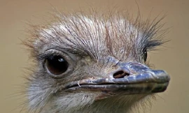 Đà điểu, loài chim lớn nhất thế giới