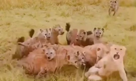 Sư tử bị đàn linh cẩu tấn công.