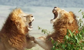 Trận hỗn chiến của bầy sư tử trong vườn thú