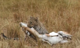 VIDEO: Mai phục tài tình, báo hoa mai dễ dạng hạ sát linh dương