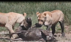 VIDEO: Linh dương đầu bò chết thảm dưới nanh vuốt sư tử