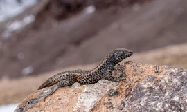 Thằn lằn Liolaemus tacnae.