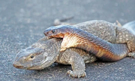 Rùng mình với cảnh rắn hổ mang truy sát kỳ đà trên đường