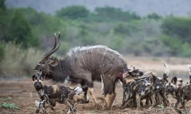 Đàn chó hoang bao vây linh dương ngay trước nhà dân 