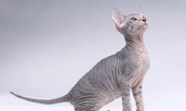 Giống mèo ít lông Peterbald, nhân sư vùng Petersburg