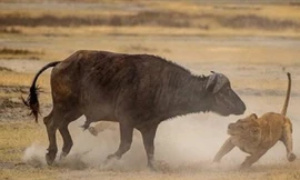 Trâu mẹ liều mình cứu con thoát khỏi nanh vuốt sư tử
