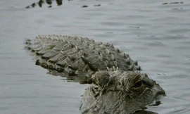 Những sự thật “không thể tin nổi” của các loài bò sát