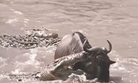 Linh dương đầu bò thoát chết ngoạn mục trước hàm cá sấu